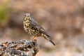 Common Thrush or Turdus viscivorus, perched on a rock. Royalty Free Stock Photo