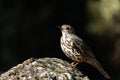 Common Thrush or Turdus viscivorus, perched on a rock. Royalty Free Stock Photo