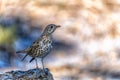 Common Thrush or Turdus viscivorus, perched on a rock. Royalty Free Stock Photo