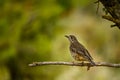 Common Thrush or Turdus viscivorus, perched on a twig. Royalty Free Stock Photo
