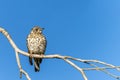 Common Thrush or Turdus viscivorus, perched on a twig. Royalty Free Stock Photo