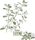 Common Thyme officinalis silhouette in color drawing vector illustration