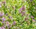 Common thyme (thymus vulgaris) or creeping thyme with blossom Royalty Free Stock Photo