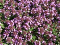 Common thyme (Thymus vulgaris)