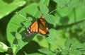 Common Tiger Butterflies are Also Known as Monarch Butterflies Royalty Free Stock Photo