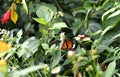 Common Tiger Butterfly in Hong Kong