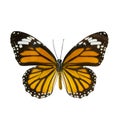 Common tiger butterfly , Danaus Genutia , monarch butterfly isol Royalty Free Stock Photo