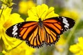 Common Tiger Butterfly (Danaus genutia)