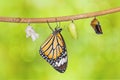 Common tiger butterfly emerging from pupa Royalty Free Stock Photo