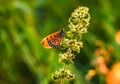 Common tiger butterfly on flower at sunset light Royalty Free Stock Photo