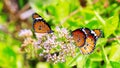 Common tiger butterfly and flower