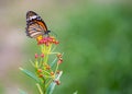 A Common Tiger Butterfly on Milkweed