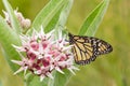 Common Tiger butterfly - Monarch butterfly ( danaus plexippus) i Royalty Free Stock Photo