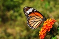 Common Tiger butterfly seeking nectar