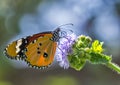 Common Plain tiger butterfly