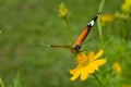 Common Tiger butterfly. Cosmos flower Royalty Free Stock Photo