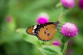 Yellow with black Butterfly on Violet Flowers with Blurred Green Background Royalty Free Stock Photo