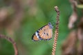 Yellow with black Butterfly on Violet Flowers with Blurred Green Background Royalty Free Stock Photo