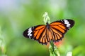 Common Tiger Danaus genutia