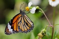 The common tiger feeding on daisy