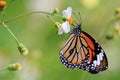 The common tiger feeding on daisy