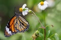 The common tiger feeding on daisy