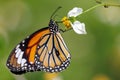 The common tiger feeding on daisy Royalty Free Stock Photo