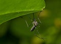 Common tiger mosquito Royalty Free Stock Photo