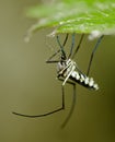 Common tiger mosquito Royalty Free Stock Photo