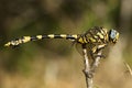 Common Tigertail, Ictinogomphus ferox