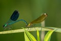 Coupling of dragonflies on a river bank