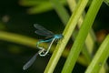 Coupling of two dragonflies forming a heart