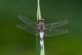 Depressed dragonfly in equilibrium at the top of a plant