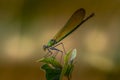 Dragonfly at the top of a plant