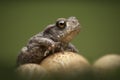 Common Toad Royalty Free Stock Photo