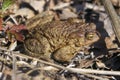 Common toad against the background of dry foliage in the spring near the river. Close-up, macro (Bufo Bufo Royalty Free Stock Photo