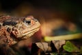 Common toad on an autumn stroll Royalty Free Stock Photo