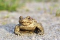 The common toad bufo bufo Royalty Free Stock Photo