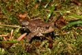 Common toad (Bufo bufo) Royalty Free Stock Photo