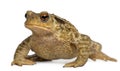 Common toad, bufo bufo, Royalty Free Stock Photo