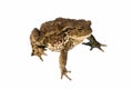 Common toad bufo bufo Royalty Free Stock Photo