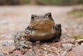 Common Toad (Bufo bufo)