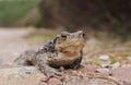 Common Toad (Bufo bufo) Royalty Free Stock Photo