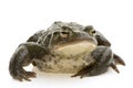 Common Toad - Bufo bufo Royalty Free Stock Photo