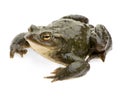 Common Toad - Bufo bufo Royalty Free Stock Photo