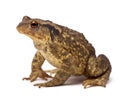 Common toad, Bufo bufo Royalty Free Stock Photo