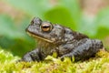 Common Toad (Bufo bufo) Royalty Free Stock Photo