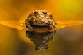 Common toad Bufo Bufo, reflection in the water Royalty Free Stock Photo