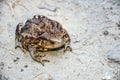 Common toad Bufo bufo closeup Royalty Free Stock Photo