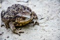 Common toad Bufo bufo closeup Royalty Free Stock Photo